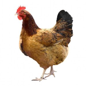 الدجاج البلدي الجاهز للطهي (Poulet Beldi)